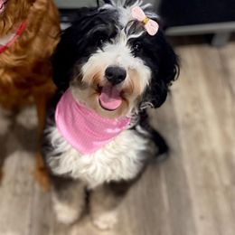 Maxxie - Bernedoodle