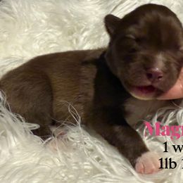 Magnolia - Red and white female Siberian Husky puppy in Florence, Kentucky from Moonlight Howl Huskies