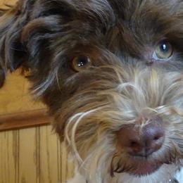 Miss Nomer - Havanese