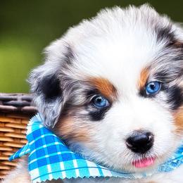 Australian Shepherds from Von Struve Australian Shepherds