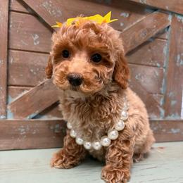 Yellow collar - Red  female Goldendoodle puppy in Calico Rock, Arkansas from Cottrell’s Poodles & Doodles