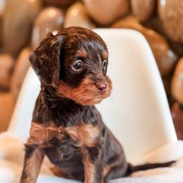Chips - Chocolate male Cavapoo puppy in Idaho Falls, Idaho from Freckle Paw Family