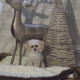 Barklee - Poodle