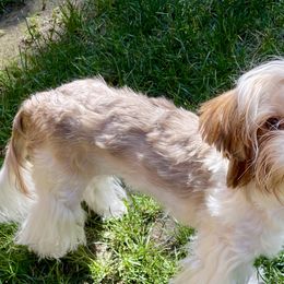 Goldendoodles, Morkies, and Poodles from Classy Curl Poodles & doodles