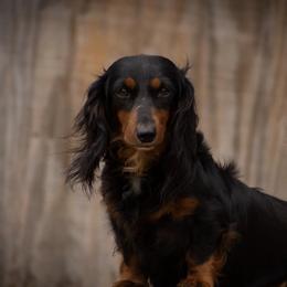 Rosie - Dachshund