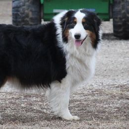 Bree - Australian Shepherd