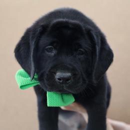 Reef - Black male Labrador Retriever puppy in Ocala, Florida from Moon river Labradors