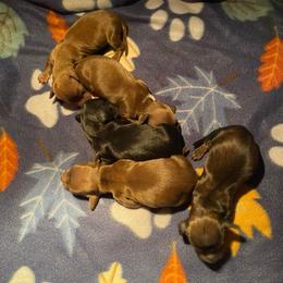 Jovie - Cream female Dachshund puppy in Eaton, Ohio from Miniature Alphas Dachshunds