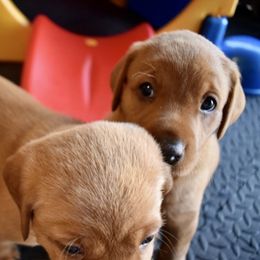 Labrador Retriever Puppies from TNT Elite Labradors