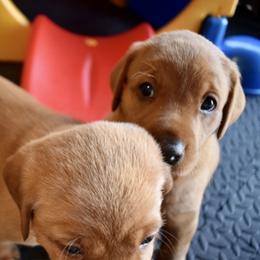 Labrador Retriever Puppies from TNT Elite Labradors