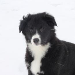 Australian Shepherd Puppies from Frantzick Farm Aussies