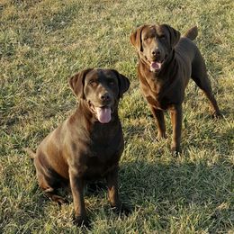 Labrador Retrievers and Pomeranians from Prairie Ridge Kennel