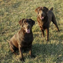 Labrador Retrievers and Pomeranians from Prairie Ridge Kennel