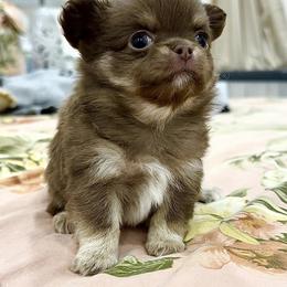Chihuahua Puppies from Stardom Chihuahuas
