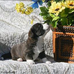 Romeo - Brindle and white male Cardigan Welsh Corgi puppy in Paonia, Colorado from Electric Mountain Cardigan Corgis