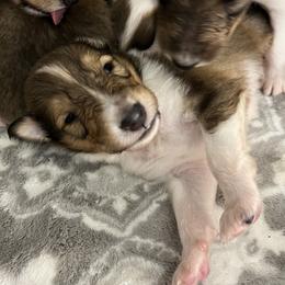 Collie Puppies from Jolly Collies