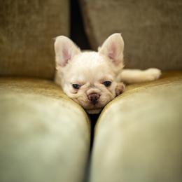 French Bulldog Puppies from Christine's French Bulldogs