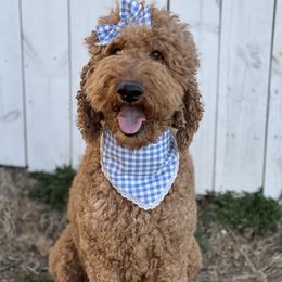 Henna - Goldendoodle