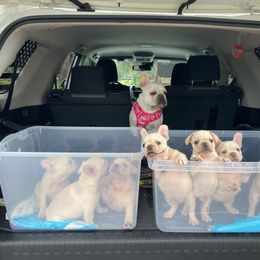 French Bulldog puppies from NaughtyFrenchies fl