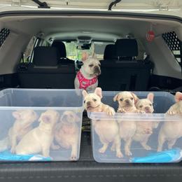 French Bulldog puppies from NaughtyFrenchies fl