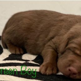 Labrador Retriever Puppies from Travis’ Chocolate Labradors