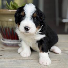 Biscuit - Tri-color male Bernedoodle puppy in El Campo, Texas from Little Fur Friends Bernedoodles