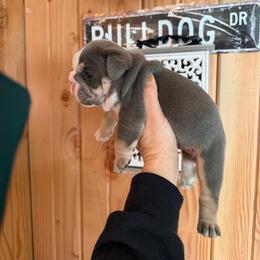 Samantha - Blue tri-color female Bulldog puppy in Seattle, Washington from mama Myra bulldogs