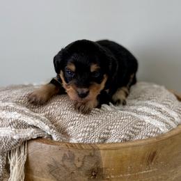 Hans - Black tri-color male Aussiedoodle puppy in Adams, Nebraska from Boxcar Doodles and Poodles