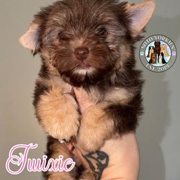 Twixie - Chocolate and tan female Yorkshire Terrier puppy in London, Kentucky from Soto Yorkies