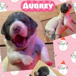 Aubrey - Blue and white female Great Dane puppy in Wellsville, New York from Prophecy Danes