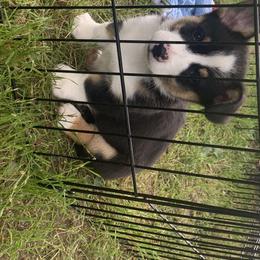 Pembroke Welsh Corgis from Trails End Corgis