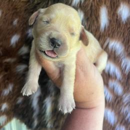 Green collar - Golden male Golden Retriever puppy in Jesup, Georgia from Painted Platinum Retrievers (Painted Platinum Kennel) PPK