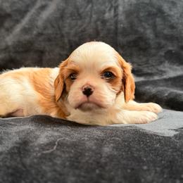 Mario - Blenheim male Cavalier King Charles Spaniel puppy in Rockville, Maryland from Skais the Limit