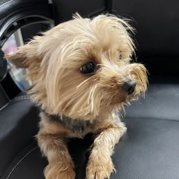 Benz - Yorkshire Terrier