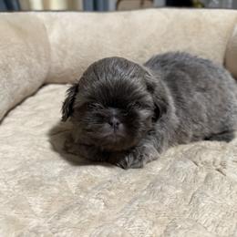 Shih Tzu Puppies from Snookums Shih Tzu