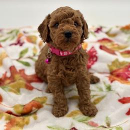Bernedoodle and Poodle Puppies from Miranda’s Sunshine Poodles and Doodles
