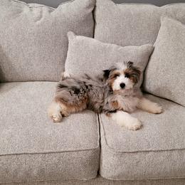 Aussiedoodle and Australian Shepherd Puppies from Junipersdoodles