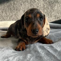 Cove - Dapple male Dachshund puppy in Ocala, Florida from Weenie Boops