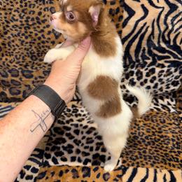Maizie 8729 - Chocolate and white female Chihuahua puppy in Fredericksburg, Indiana from Country Star Chihuahuas
