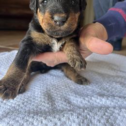 By color - Black and tan male Airedale Terrier puppy in Oxford, Ms, Mississippi from Yocona River Airedale