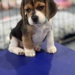 Beagle Puppies from Leslie Beagles of Leslie Farm