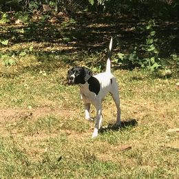 Kagero - Pointer