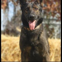 Reheena Von Der Kinder - Sable female German Shepherd puppy in Ann Arbor, Michigan from Von Der Havier German Shepherds