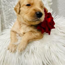 Goldendoodle Puppies from Daisy's Doodles Miami