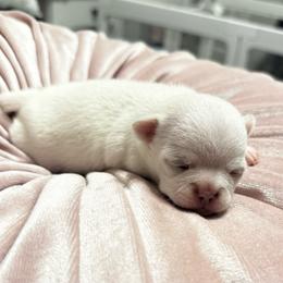 TBD - Cream and white female Chihuahua puppy in Davenport, Florida from Clan Cordovathone