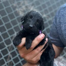 Maisy - Black female Labradoodle puppy in Georgetown, South Carolina from Muddy Bay Kennels