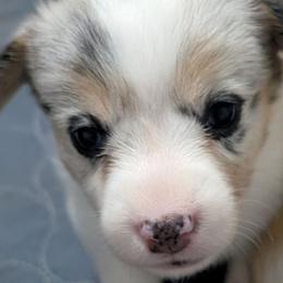 Blue merle tri girl - Blue merle and white female American Corgi puppy in Loretto, Kentucky from Duncan's Border Collies and Corgis