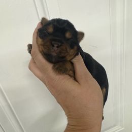 Jules - Blue and gold female Yorkshire Terrier puppy in Fredericksburg, Indiana from Yorkie Blessings