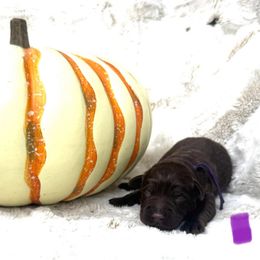 Purple Collar Female - Chocolate female Labrador Retriever puppy in Kissimmee, Florida from SunState Labs