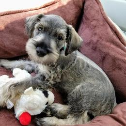 Miniature Schnauzer Puppies from Circle R Ranch